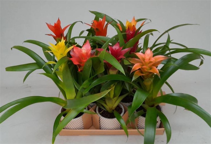 <h4>Guzm Gemengd Keramiek Ruit</h4>