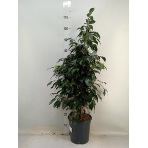 Ficus benja. 'Danielle'
