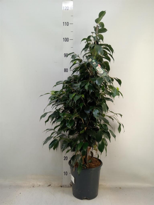 <h4>Ficus benja. 'Danielle'</h4>
