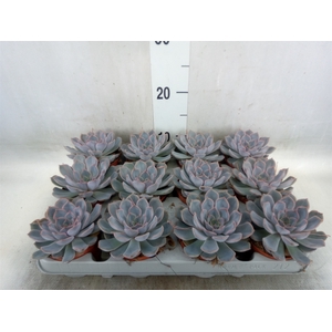 Echeveria  'Orion'