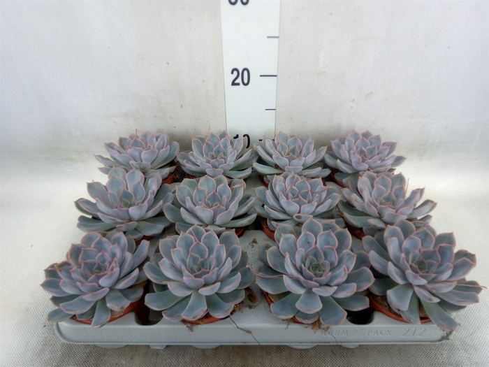 <h4>Echeveria  'Orion'</h4>
