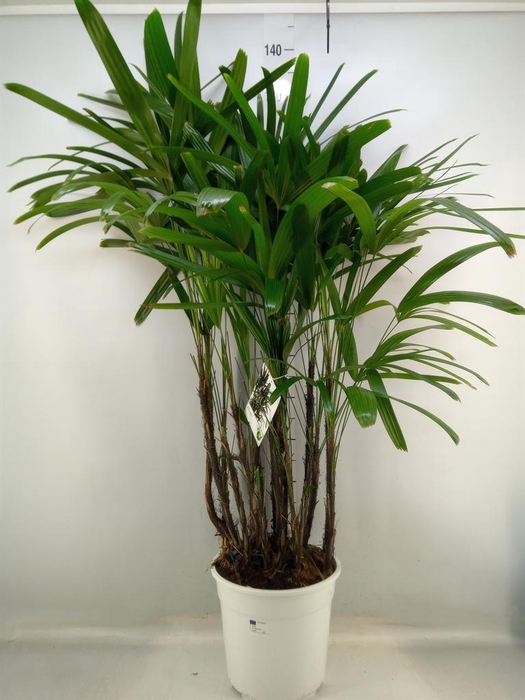 <h4>Rhapis excelsa</h4>