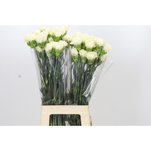 Dianthus St Rodas Creme