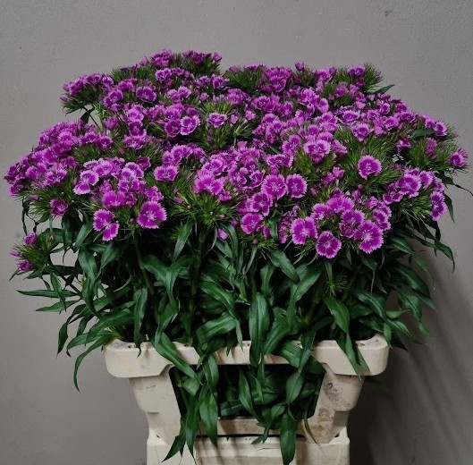 <h4>DI BARB BARCELO PURP</h4>