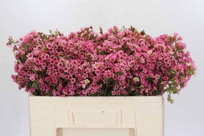 <h4>Chamelaucium Sarah's Delight</h4>