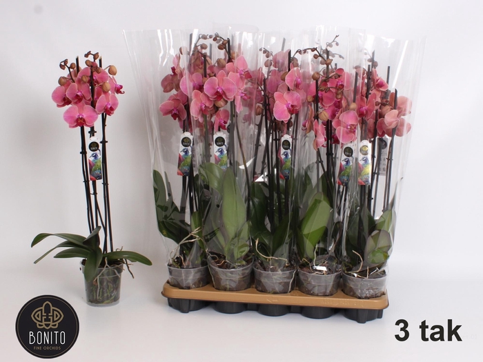 <h4>PHAL AN NARBONNE</h4>