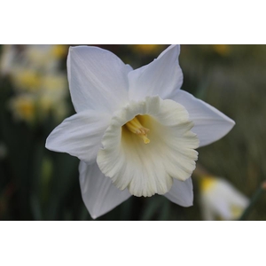 NARCISSUS INCOMPARABILIS