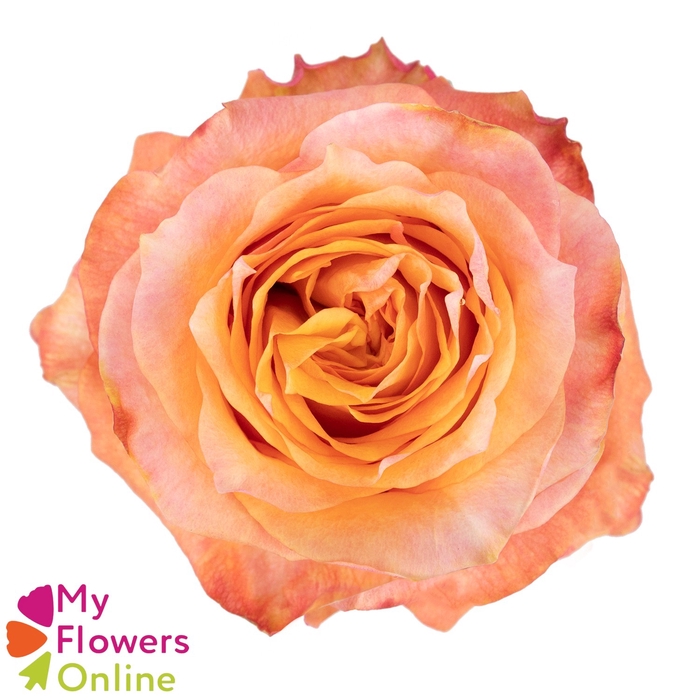 <h4>R Gr Twilight@ Bicolor 50cm EC</h4>