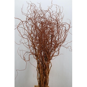 Salix Golden Curls P Stem