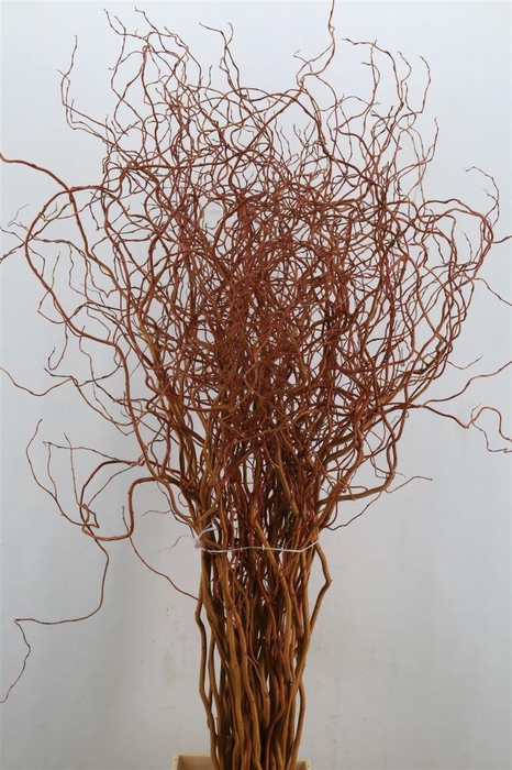 <h4>Salix Golden Curls P Stem</h4>