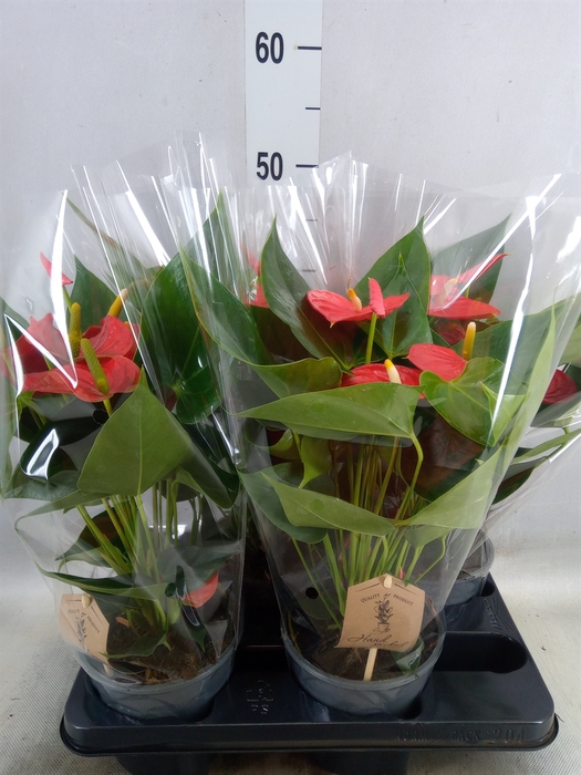 <h4>Anthurium andr. 'Esudo'</h4>