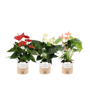 Anthurium 12 cm 3 color mix in Pure Rosy ceramics