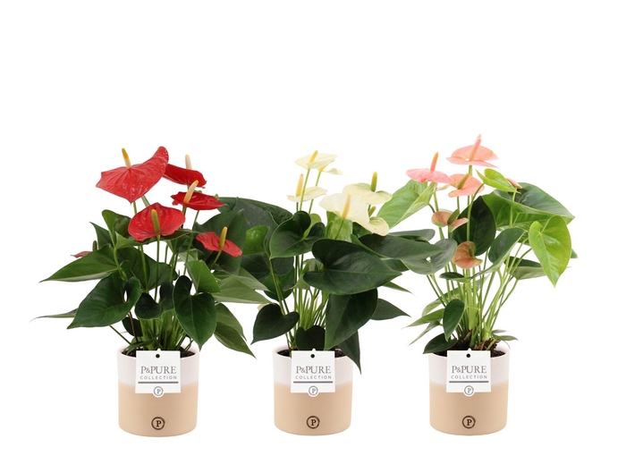<h4>Anthurium 12 cm 3 color mix in Pure Rosy ceramics</h4>