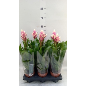 Guzmania  'Candy'