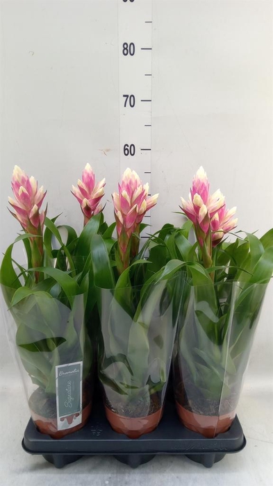 Guzmania  'Candy'