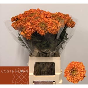 Tagetes E Promise Orange