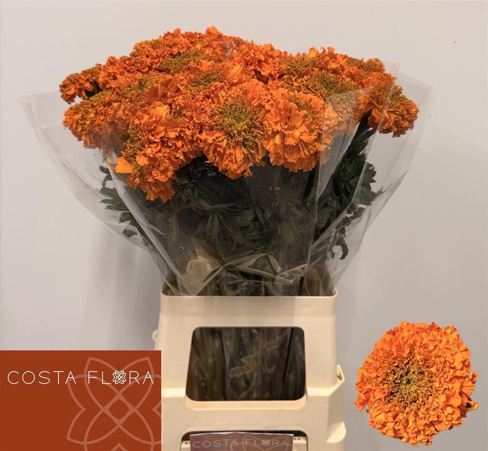 <h4>Tagetes E Promise Orange</h4>