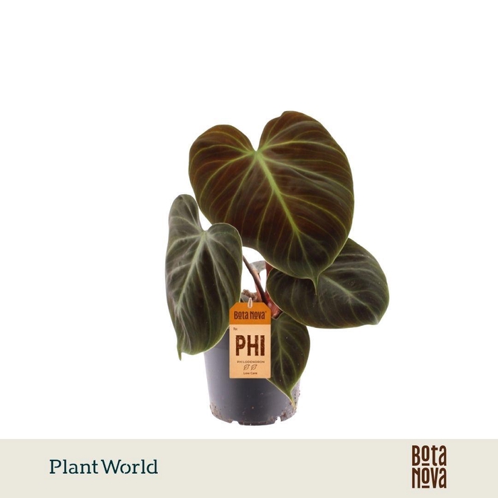 <h4>Philodendron Choco Red</h4>