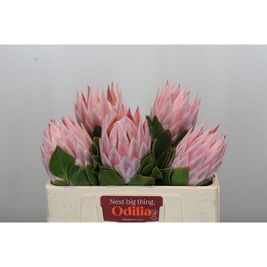 Protea Cynaroides Grande