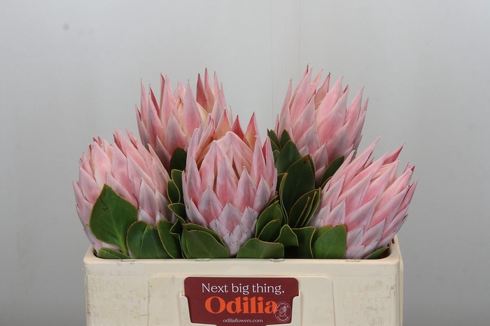 <h4>Protea Cynaroides Grande</h4>