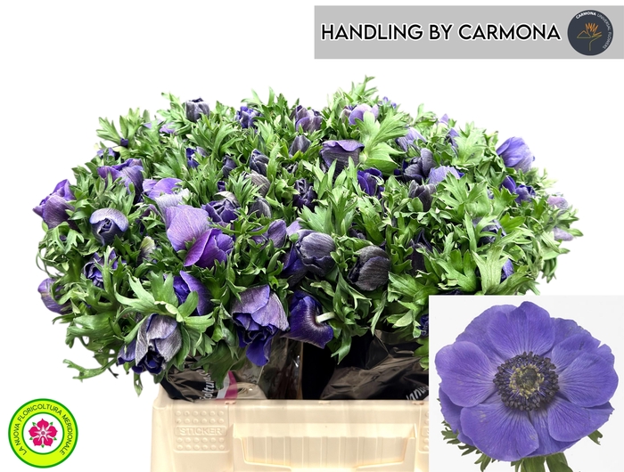 <h4>ANEM CO MIS + D BLUE</h4>