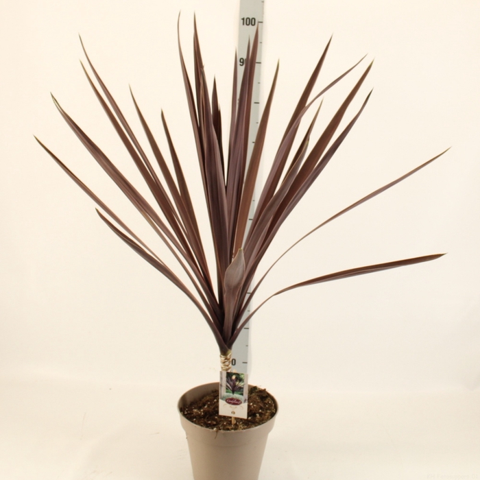 <h4>CORD AUS RED STAR</h4>