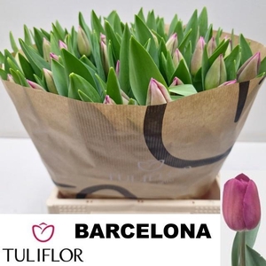 TU EN BARCELONA