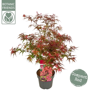 Acer palmatum Shaina