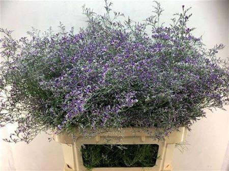 <h4>Lim Beltlaard</h4>