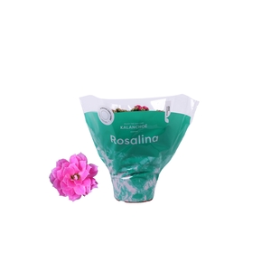 Kalanchoe Rosalina Don Nando 15cm