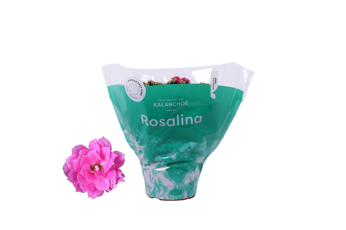 <h4>Kalanchoe Rosalina Don Nando 15cm</h4>