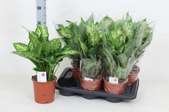 <h4>DIEFF COMPACTA</h4>