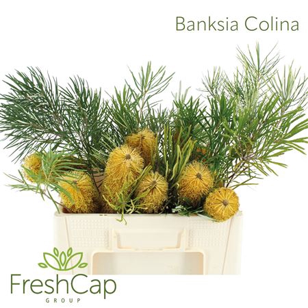 <h4>Banksia Colina</h4>