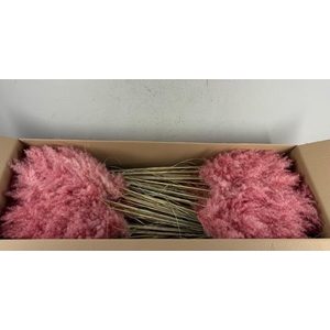 Df Pampas 115cm Light Pink