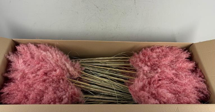 <h4>Df Pampas 115cm Light Pink</h4>