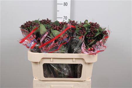 <h4>Hyp Globo Burgundy</h4>