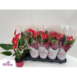 ANTHU BANDEROLA ROJA