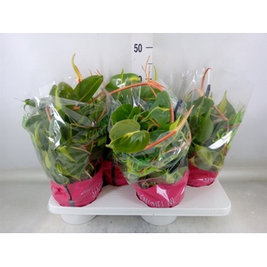 Philodendron scand. 'Brasil'