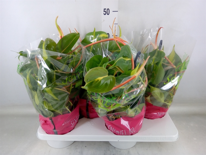 <h4>Philodendron scand. 'Brasil'</h4>