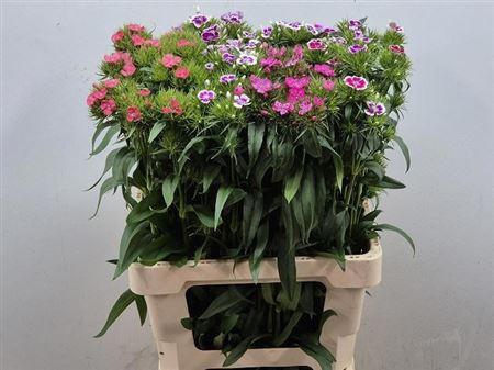 <h4>Di Barb Gem</h4>