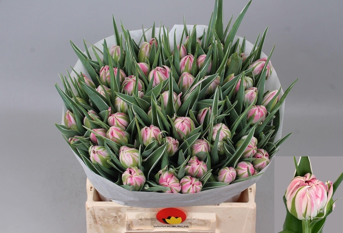 <h4>TU DU FLASH POINT</h4>