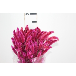 CELOSIA RABO DE GATO PINK 070 CM