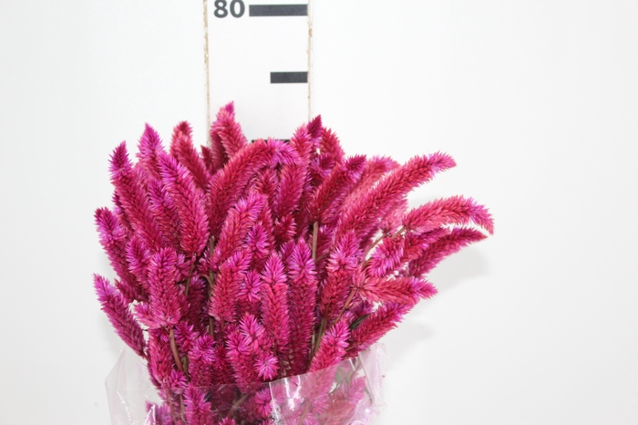 <h4>CELOSIA RABO DE GATO PINK 070 CM</h4>