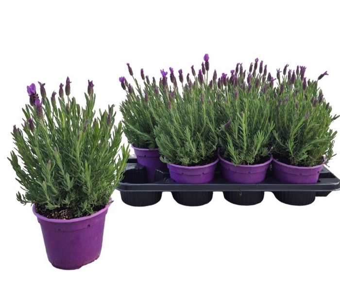 <h4>LAVAN STOECHAS</h4>