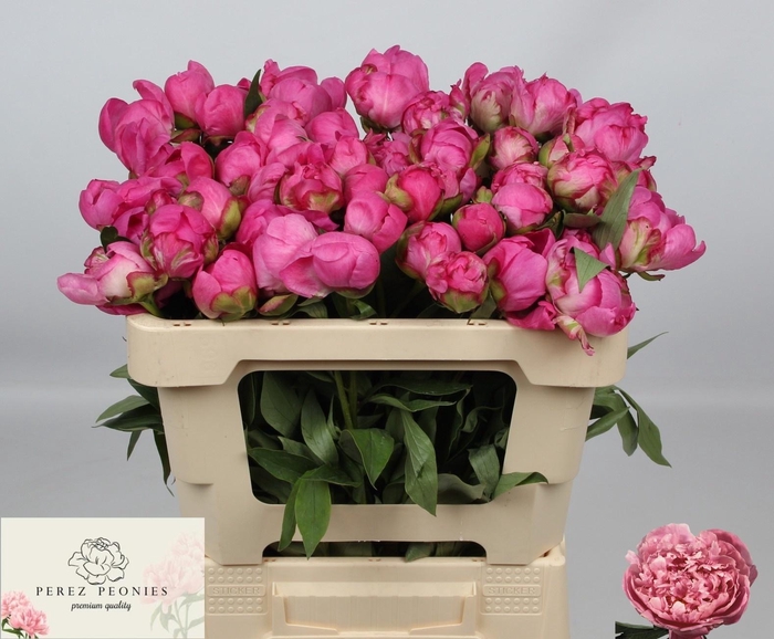 <h4>PAEO L ALEX FLEMING</h4>