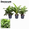 Aglaonema gemengd (Decorum)