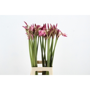 CRINUM POWELII