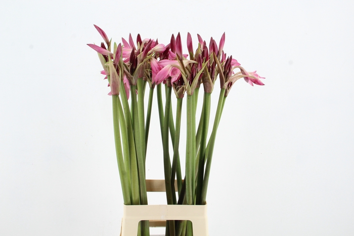 <h4>CRINUM POWELII</h4>