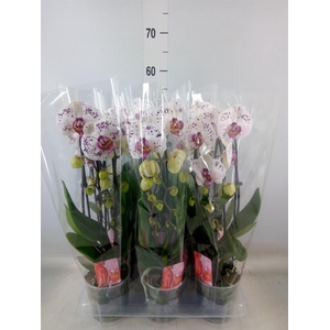 Phalaenopsis  'Elegant Cascade'