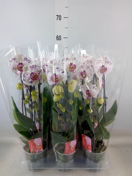 <h4>Phalaenopsis  'Elegant Cascade'</h4>